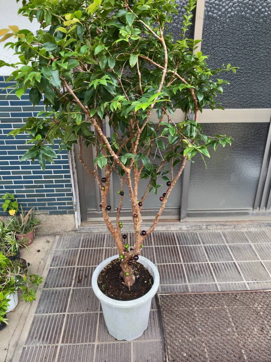 即発送 ジャボチカバ 実生苗 観葉植物 珍植物-