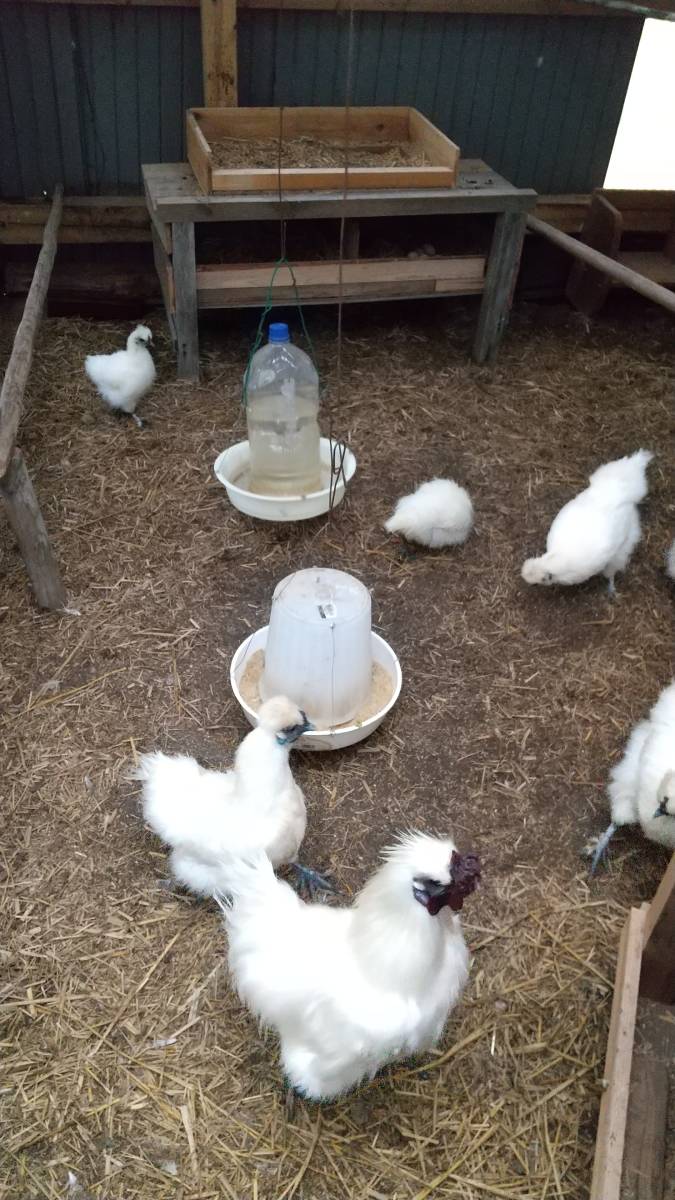 その他 ホロホロ鳥 コウライキジ ゆめちゃん食品 581.9円 本物 agruppa