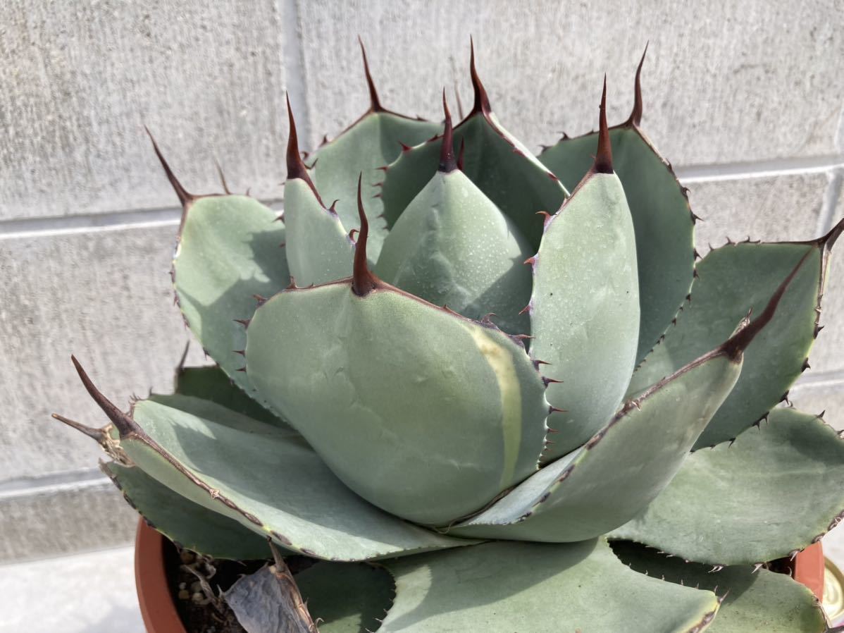 Yahoo!オークション - アガベ パリー トランカータ 斑入り Agave Yahoo!オークション - アガベ パリー トランカータ 斑入り Agave
