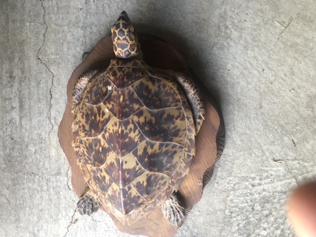 亀の置物 - ruizvillandiego.com
