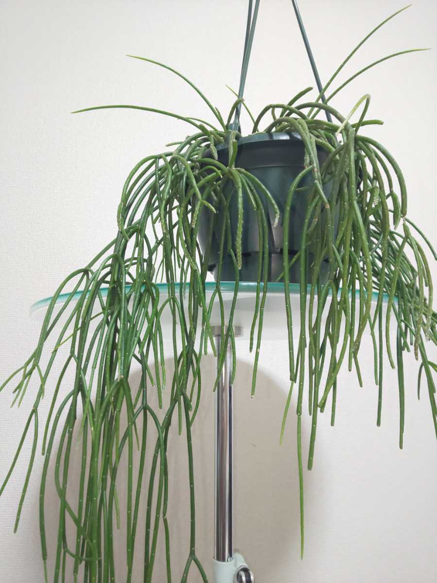 希少種】プニセオディスカス リプサリス Rhipsalis 希少種】プニセオディスカス リプサリス Rhipsalis
