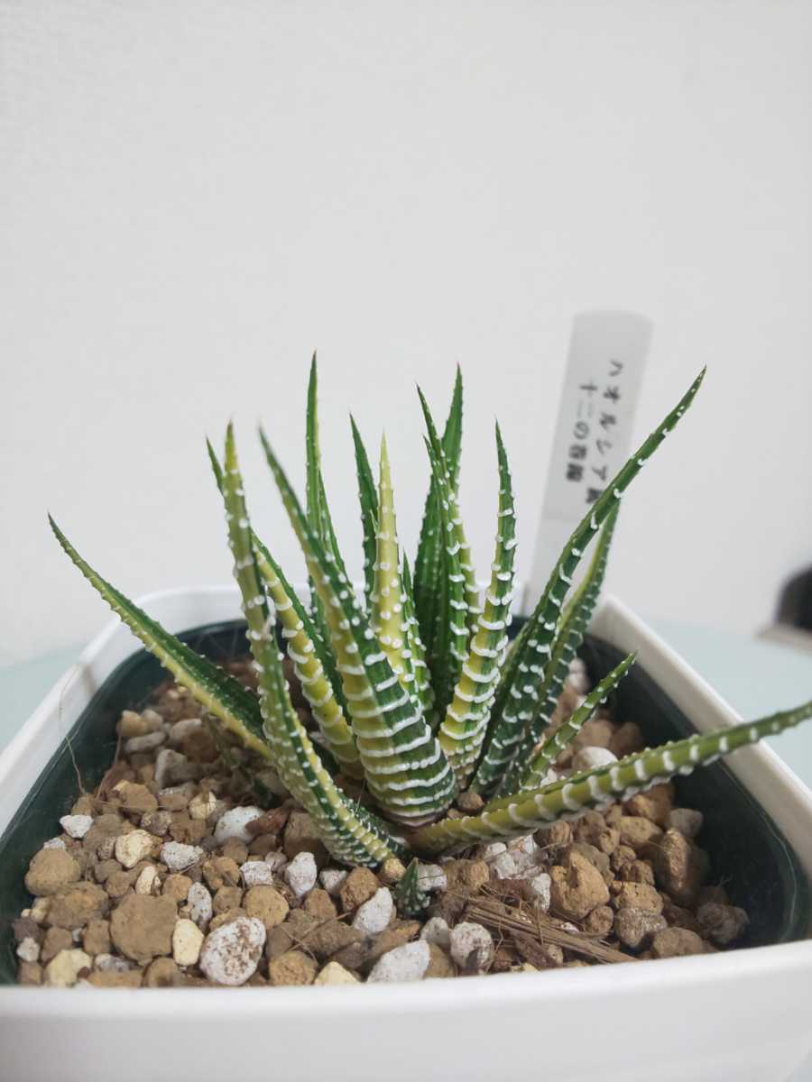 【2鉢セット】十二の巻錦　瑠璃殿　ハオルチア　Haworthia　斑入り　硬葉　レア　希少　アガベ　レツーサ　竜鱗　万象　玉扇　オブツーサ_画像6