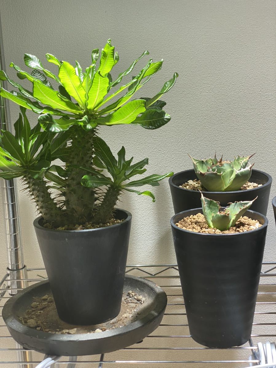 アンボンゲンセ 多頭 希少 塊根植物 コーデックス 多肉植物 アンボンゲンセ 多頭 希少 塊根植物 コーデックス 多肉植物