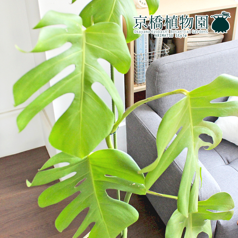 【現品】モンステラ 8号 茶鉢（2）Monstera_画像3