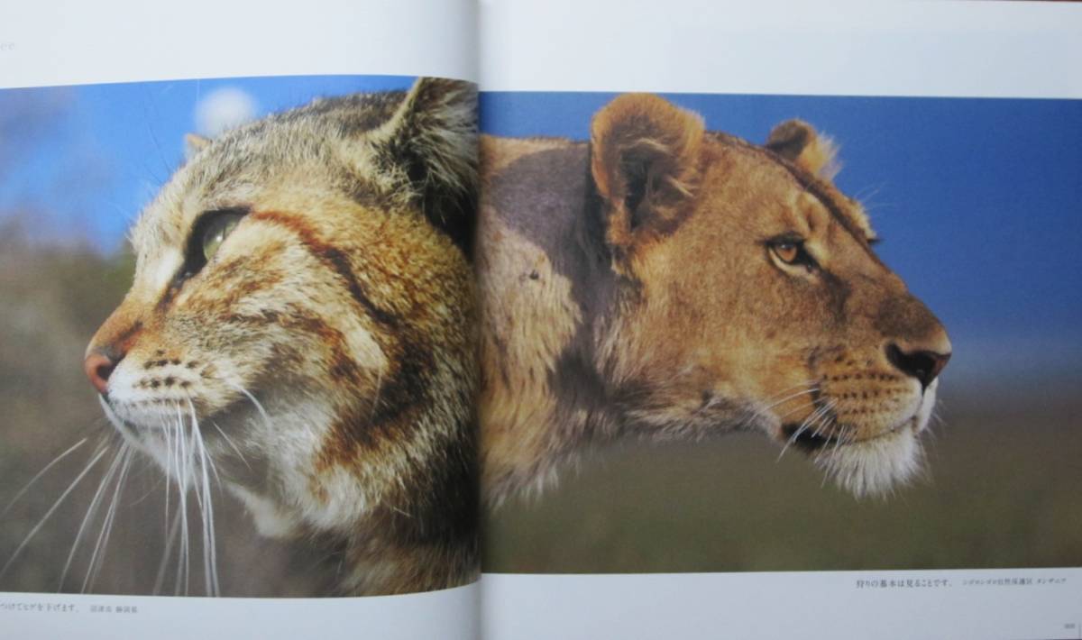 ネコライオン CATS & LIONS/ネコは小さなライオンだ。ライオンは大きなネコだ。■岩合光昭■クレヴィス/2015年■帯付_画像3