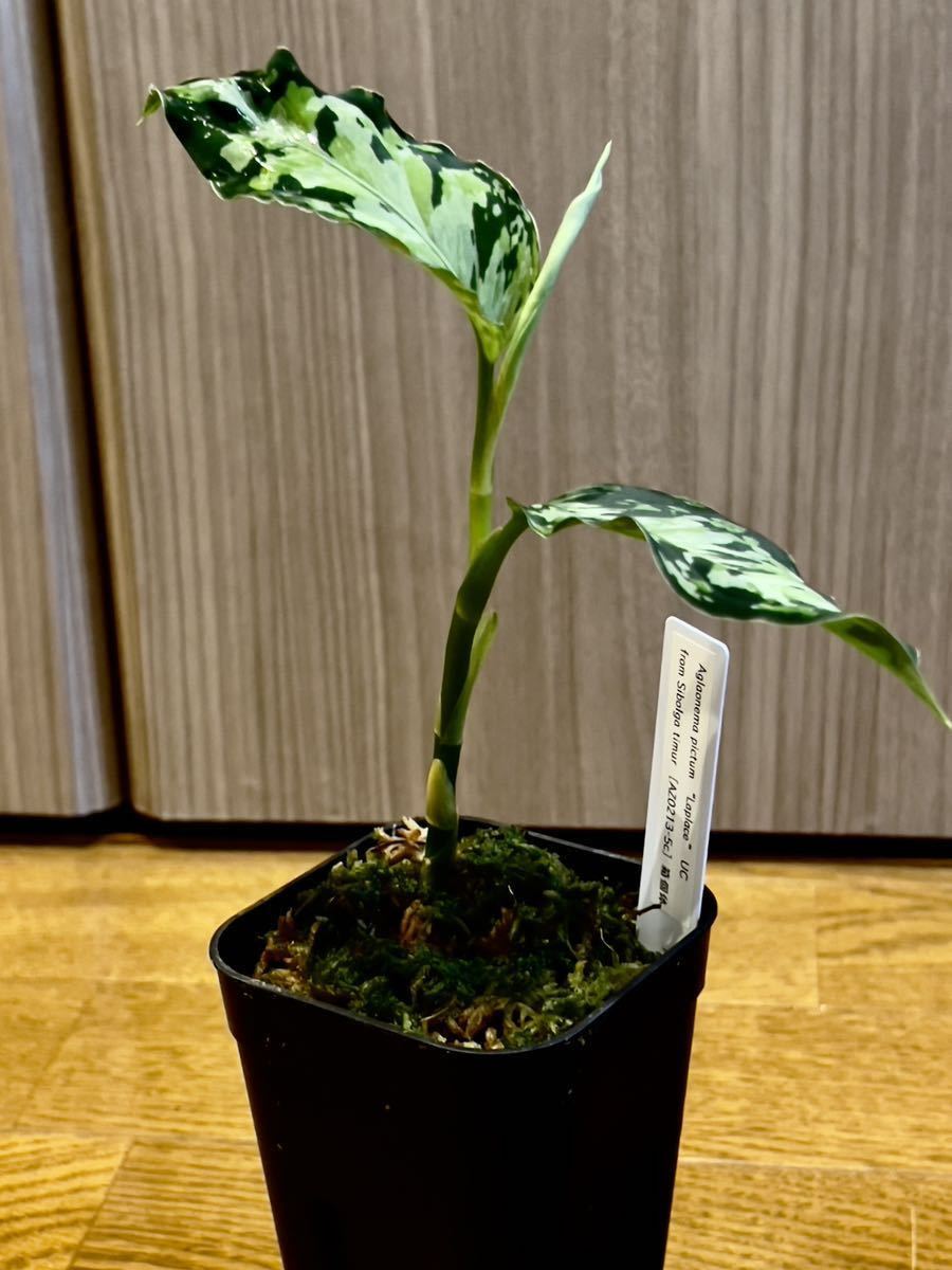 アグラオネマ Aglaonema pictum “Laplace” UC from Sibolga timur