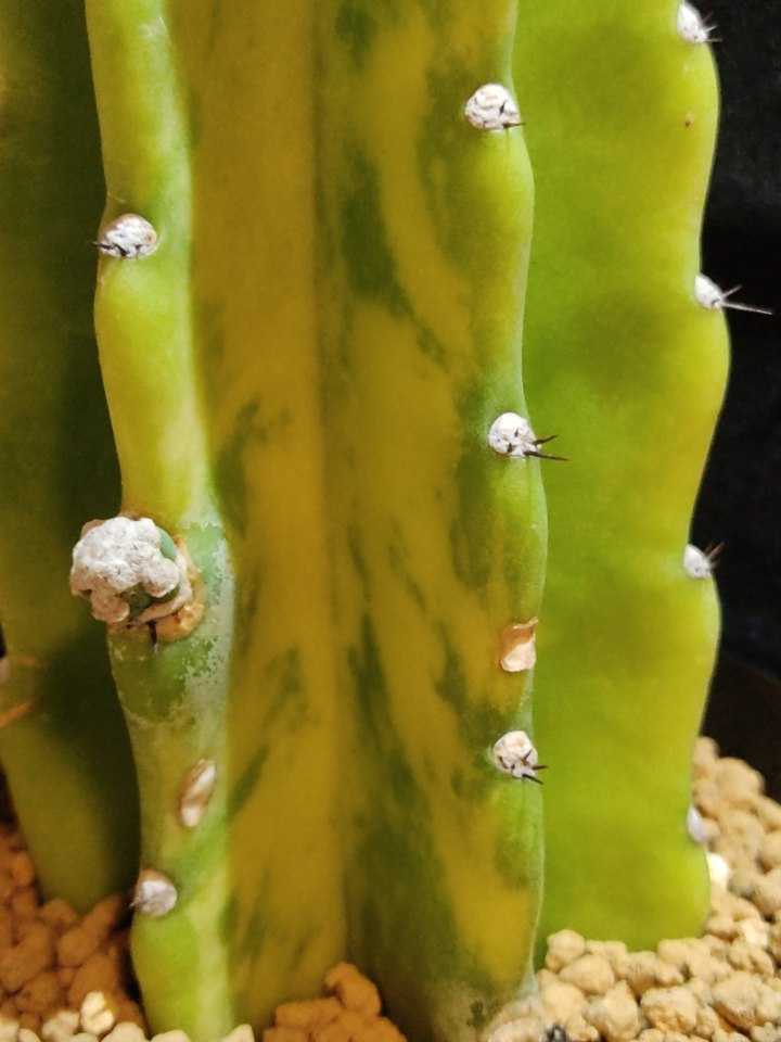 斑入り柱サボテン長物◇検索 鬼面角錦 カクタス団扇サボテン