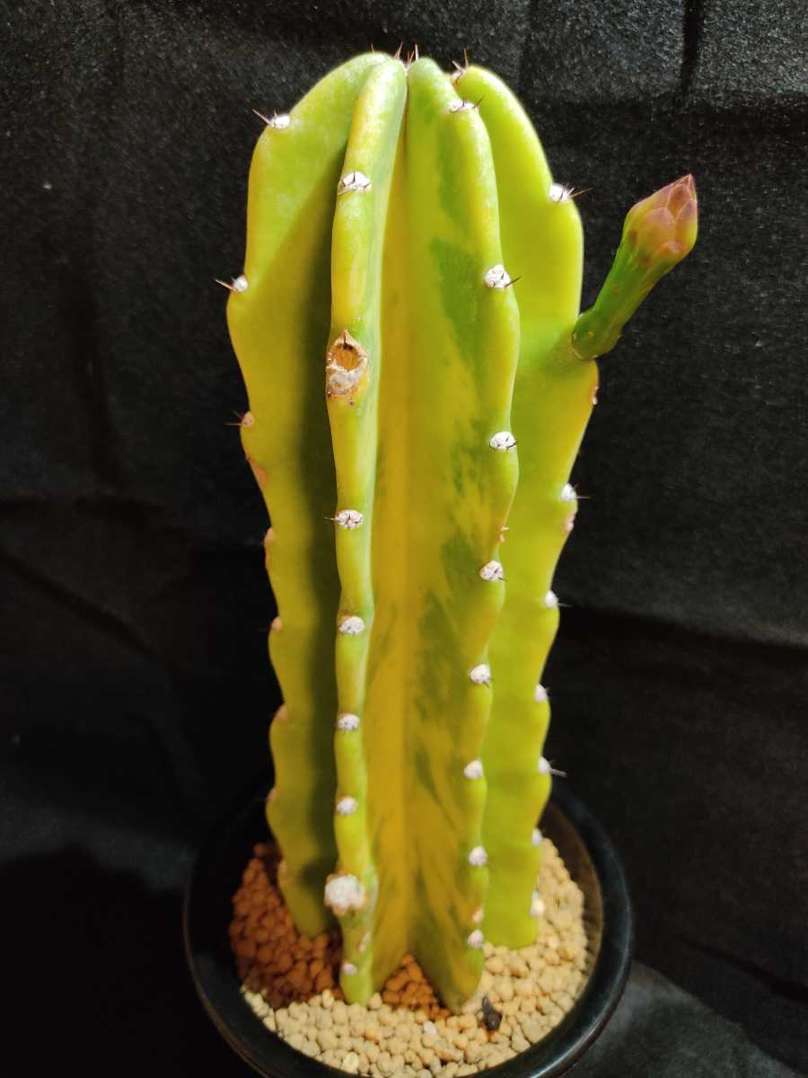 鬼面角錦 鬼面角 錦 斑入り 多肉植物 植物 柱サボテン 団扇 鬼面角錦 鬼面角 錦 斑入り 多肉植物 植物 柱サボテン 団扇