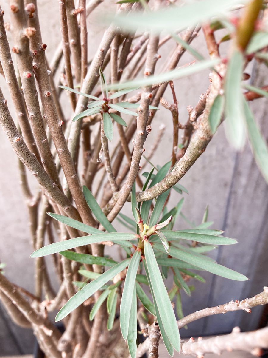 Euphorbia balsamifera D181【大株】 ユーフォルビア バルサミフェラ Euphorbia balsamifera D181【大株】 ユーフォルビア バルサミフェラ
