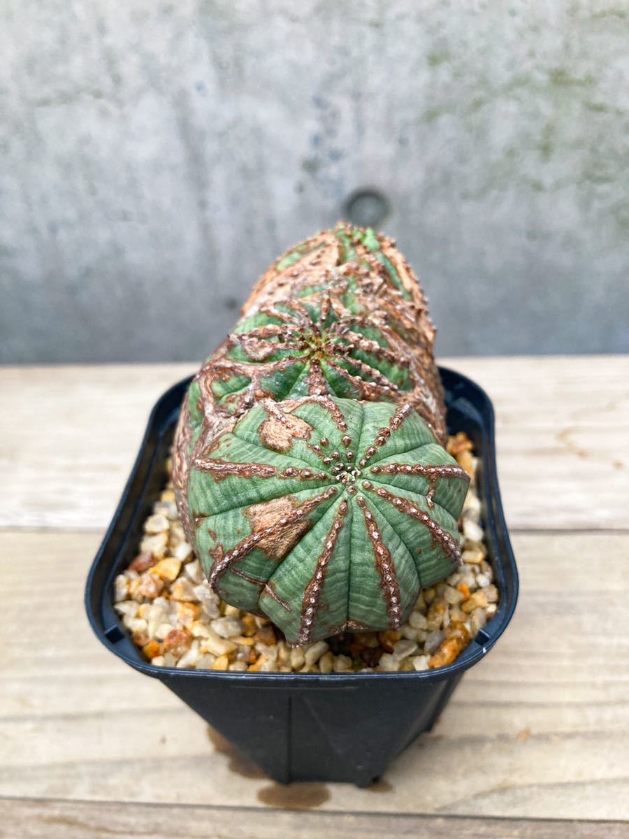 Euphorbia obesa D188【モンスト】ユーフォルビア オベサ Euphorbia obesa D188【モンスト】ユーフォルビア オベサ