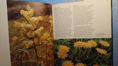 英語植物「The Wild Flowers野の花」Ron Wilson著　Chartwell Books Inc. 1979年