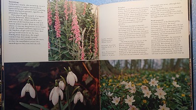 英語植物「The Wild Flowers野の花」Ron Wilson著　Chartwell Books Inc. 1979年