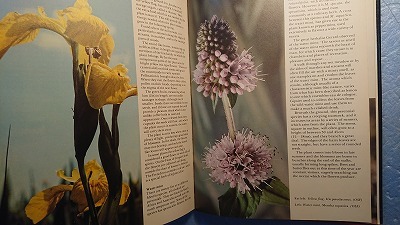  English plant [The Wild Flowers.. flower ]Ron Wilson work Chartwell Books Inc. 1979 year 