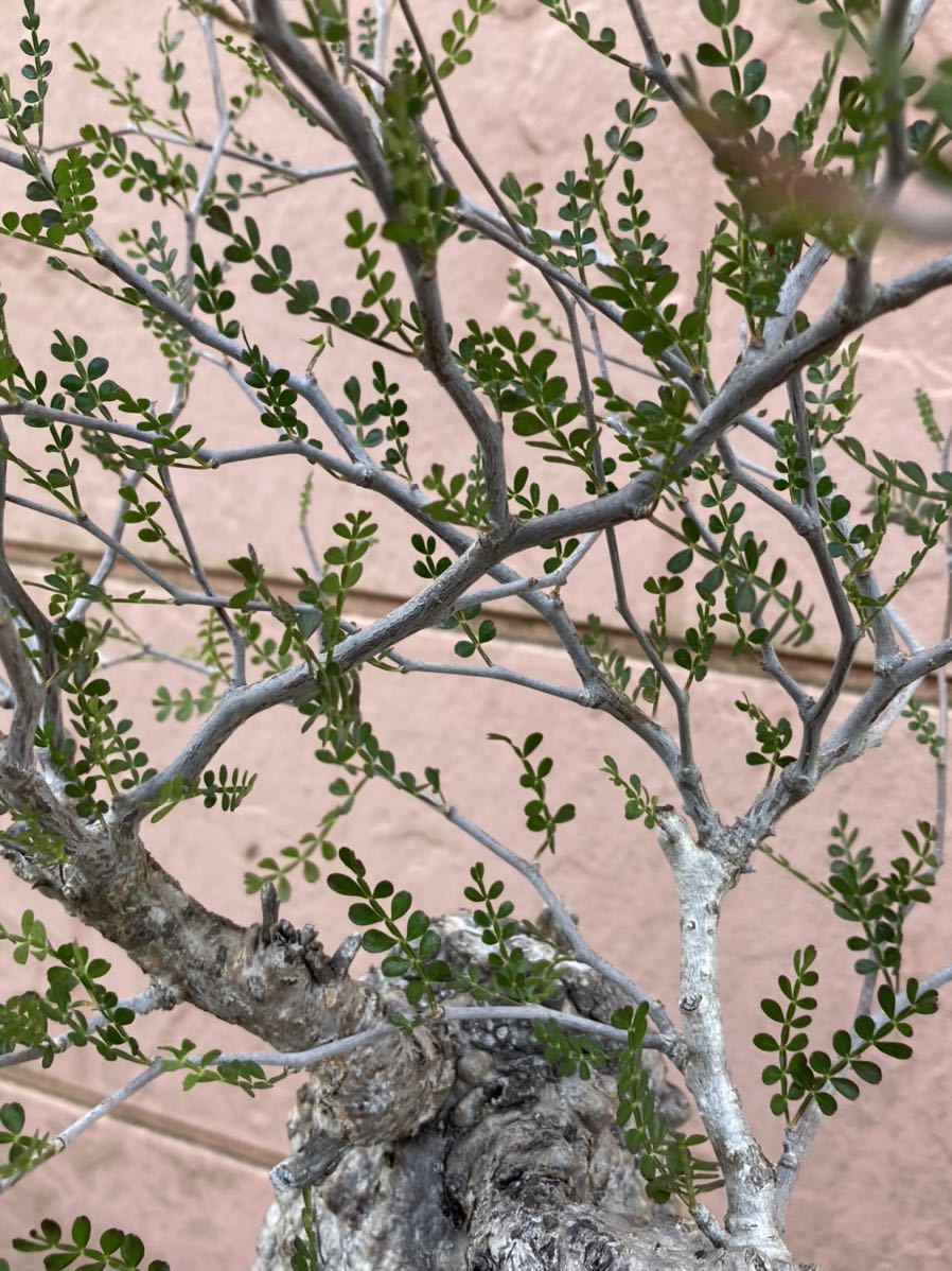 オペルクリカリア パキプス 現地株 植物のみの オペルクリカリア パキプス 現地株 植物のみの