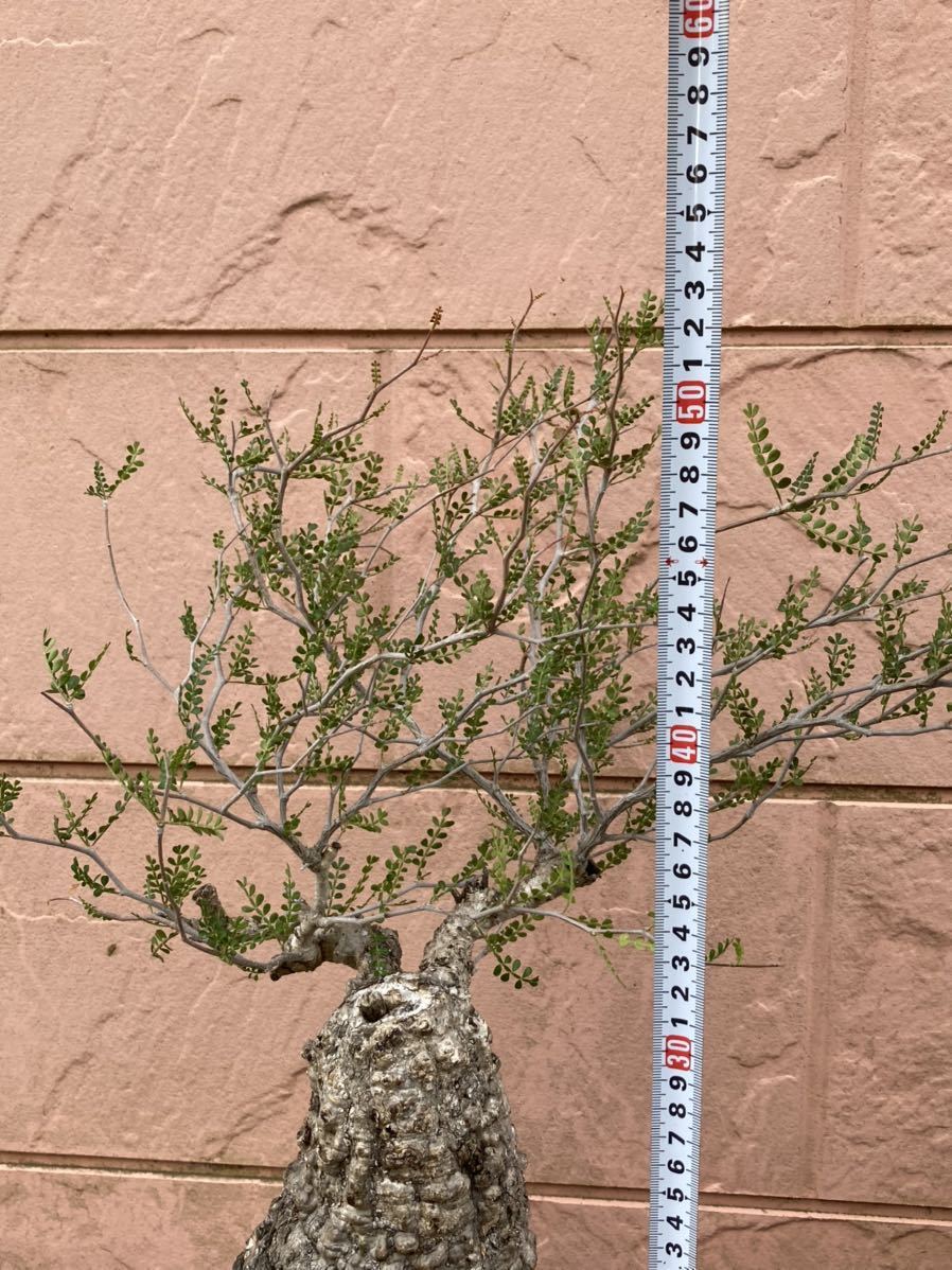 オペルクリカリア パキプス 現地株 植物のみの オペルクリカリア パキプス 現地株 植物のみの