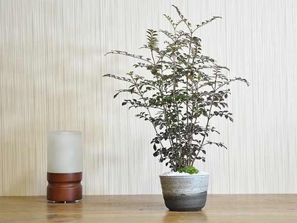  fraxinus griffithii bonsai mini bonsai pot .