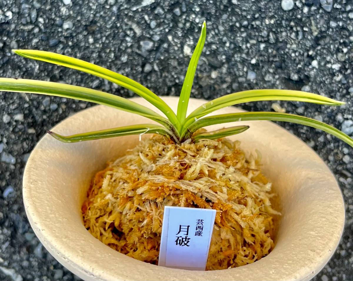 Yahoo!オークション - 富貴蘭 四国高知県芸西産最上柄株【月破 Yahoo!オークション - 富貴蘭 四国高知県芸西産最上柄株【月破