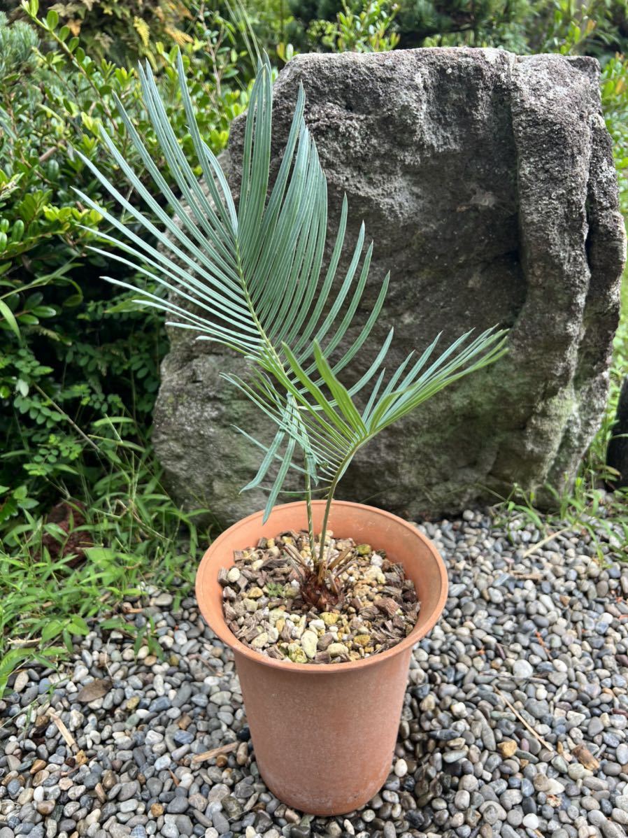 発根 新葉 太 Cycas cairnsiana サイカス カイルンシアナ レア 希少種 美しい オーストラリア 蘇鉄 ソテツ