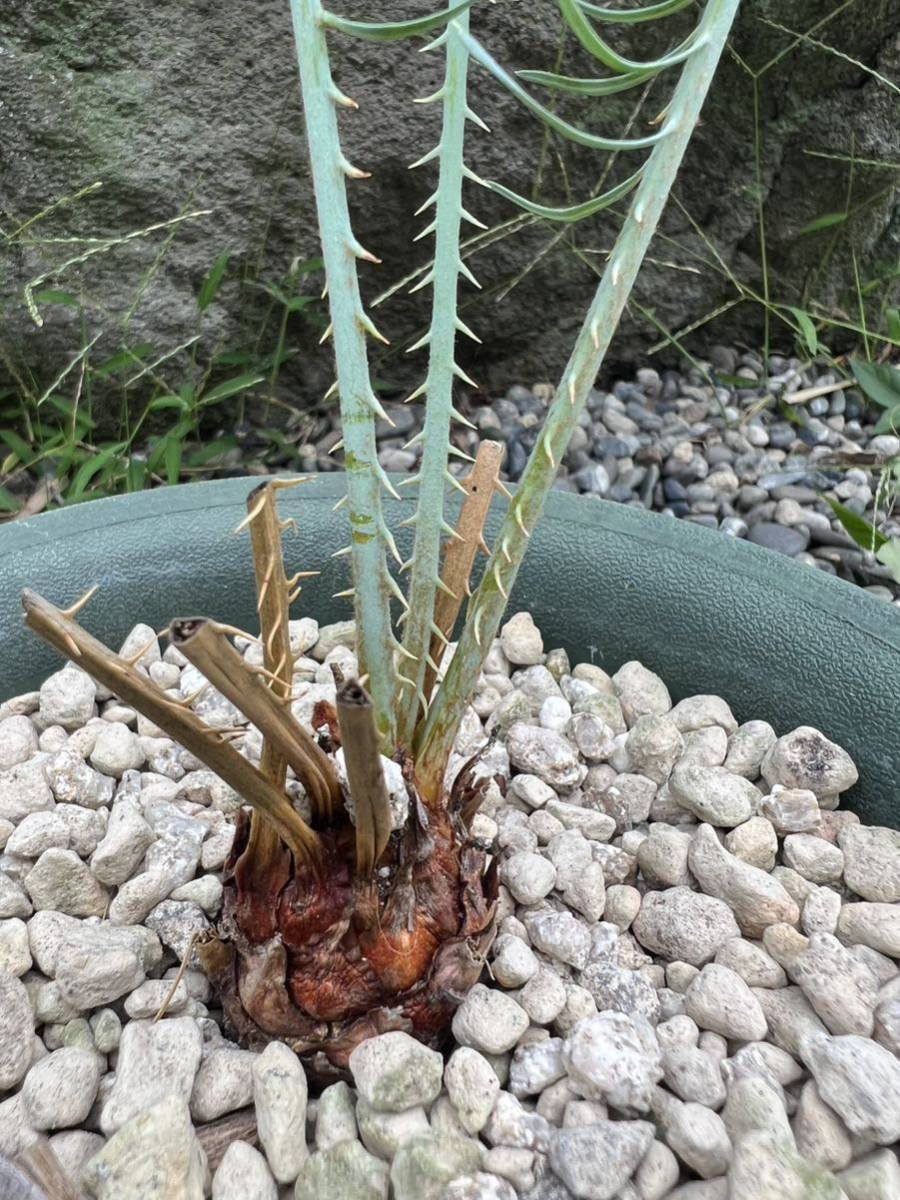 シルバー ブルー 発根 新葉 太 Cycas cairnsiana サイカス シルバー ブルー 発根 新葉 太 Cycas cairnsiana サイカス