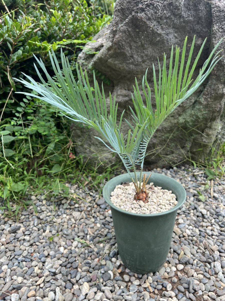 シルバー ブルー 発根 新葉 太 Cycas cairnsiana サイカス シルバー ブルー 発根 新葉 太 Cycas cairnsiana サイカス