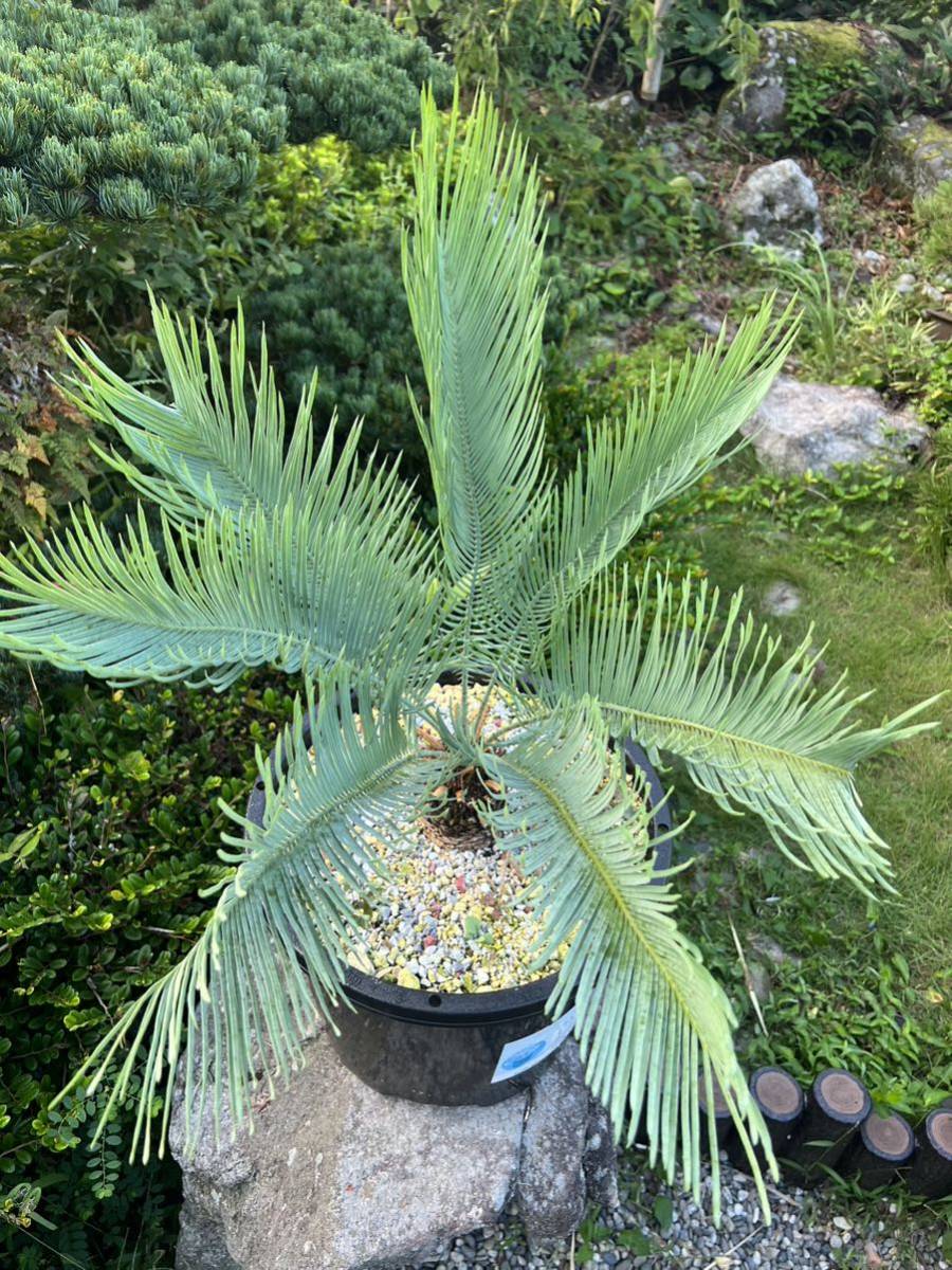 発根5年 新葉 太株 Cycas cairnsiana サイカス カイルンシアナ レア