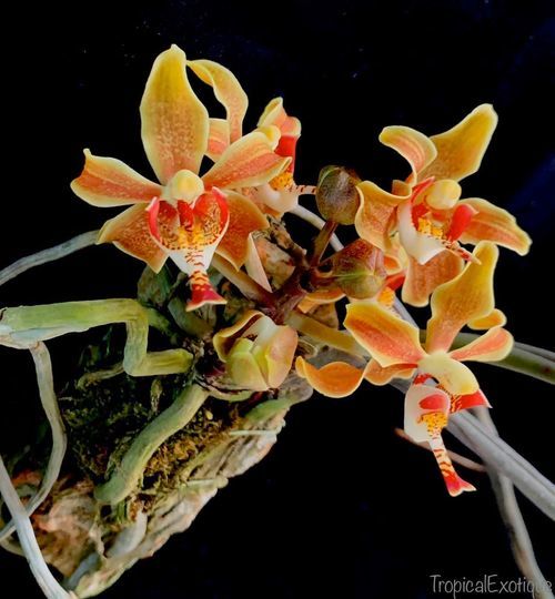 洋蘭原種 (972) 超希少種 Paraphalaenopsis denevei パラ 洋蘭原種 (972) 超希少種 Paraphalaenopsis denevei パラ