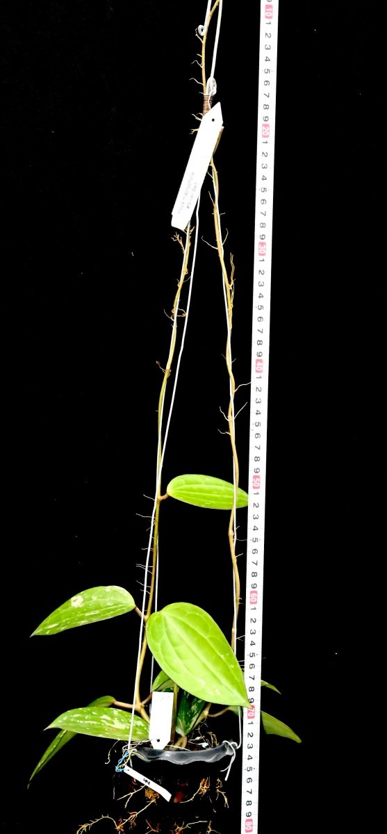 ホヤ (192) Hoya macrophylla #Silver Belt_今回出品の株です。