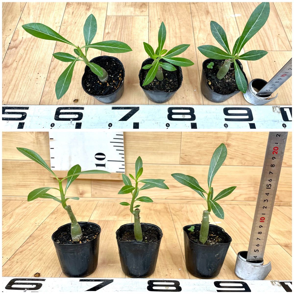 【Adenium obesum　アデニウム　オベスム 　2号　15株セット】現品　送料込み_画像7