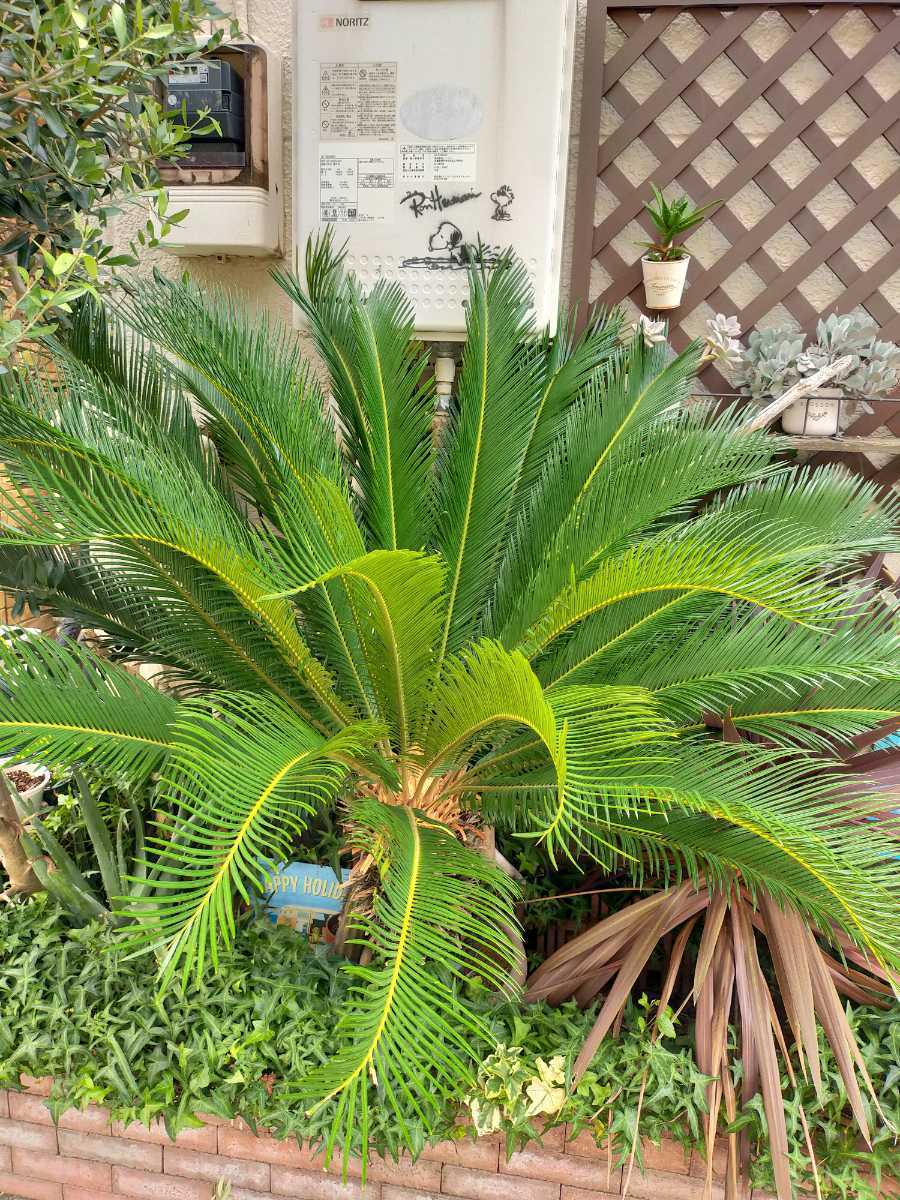  selling up! price cut cycad ( potted plant )