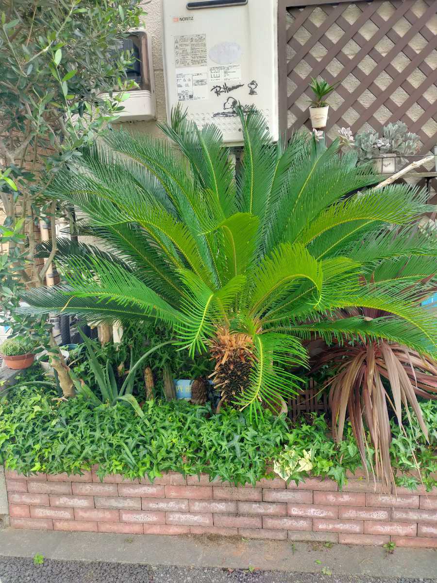  selling up! price cut cycad ( potted plant )