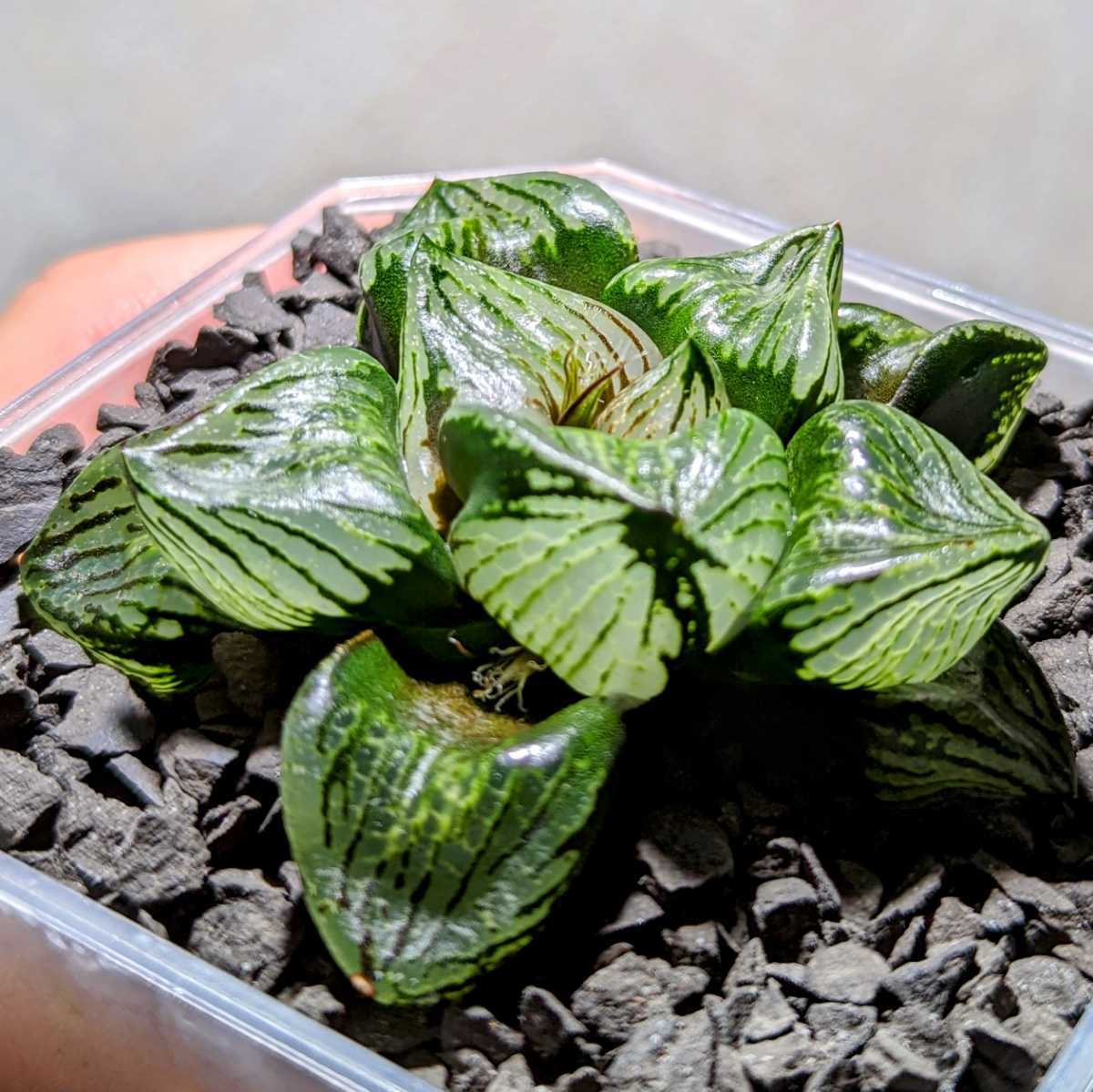 ハオルチア ブルーコンプトSAN6×N1裏般若(本間裏窓×裏般若) | sciedtec.com