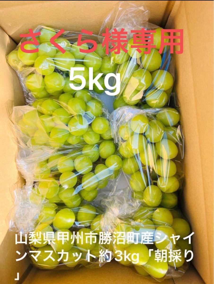 本場！山梨県甲州市勝沼産シャインマスカット約3kg「朝採り」