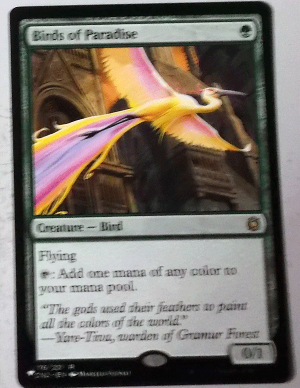 ＭTG/英語/Bird of Paradise(極楽鳥)/コンスピラシー：王位争奪/レア_画像1