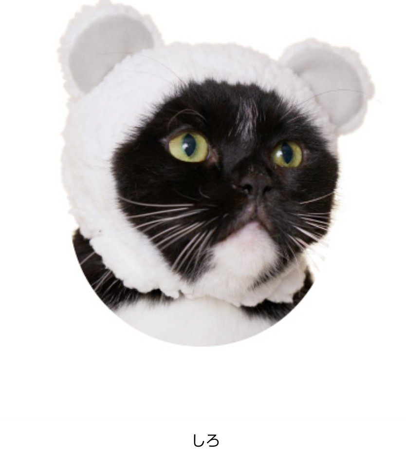 かわいいかわいいねこくまちゃん 全６種類 新品 ブライスなど人形にも使用可能 猫のかぶりもの 帽子 コスチューム