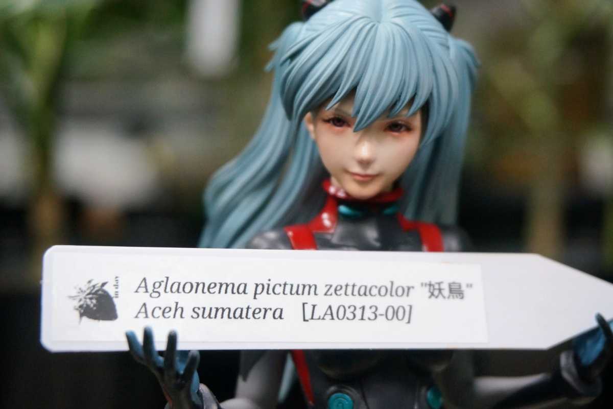 アグラオネマ ピクタム 妖鳥 ようちょう LA便 ネームド 増殖株 アグラオネマ ピクタム 妖鳥 ようちょう LA便 ネームド 増殖株