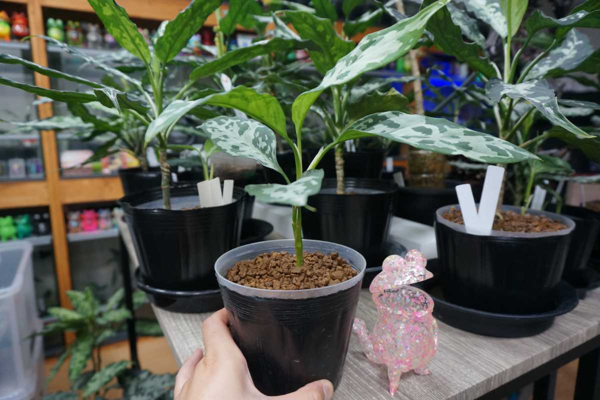 アグラオネマ ピクタム アルゲンタム 白鯨 はくげい LA便 アグラオネマ ピクタム アルゲンタム 白鯨 はくげい LA便
