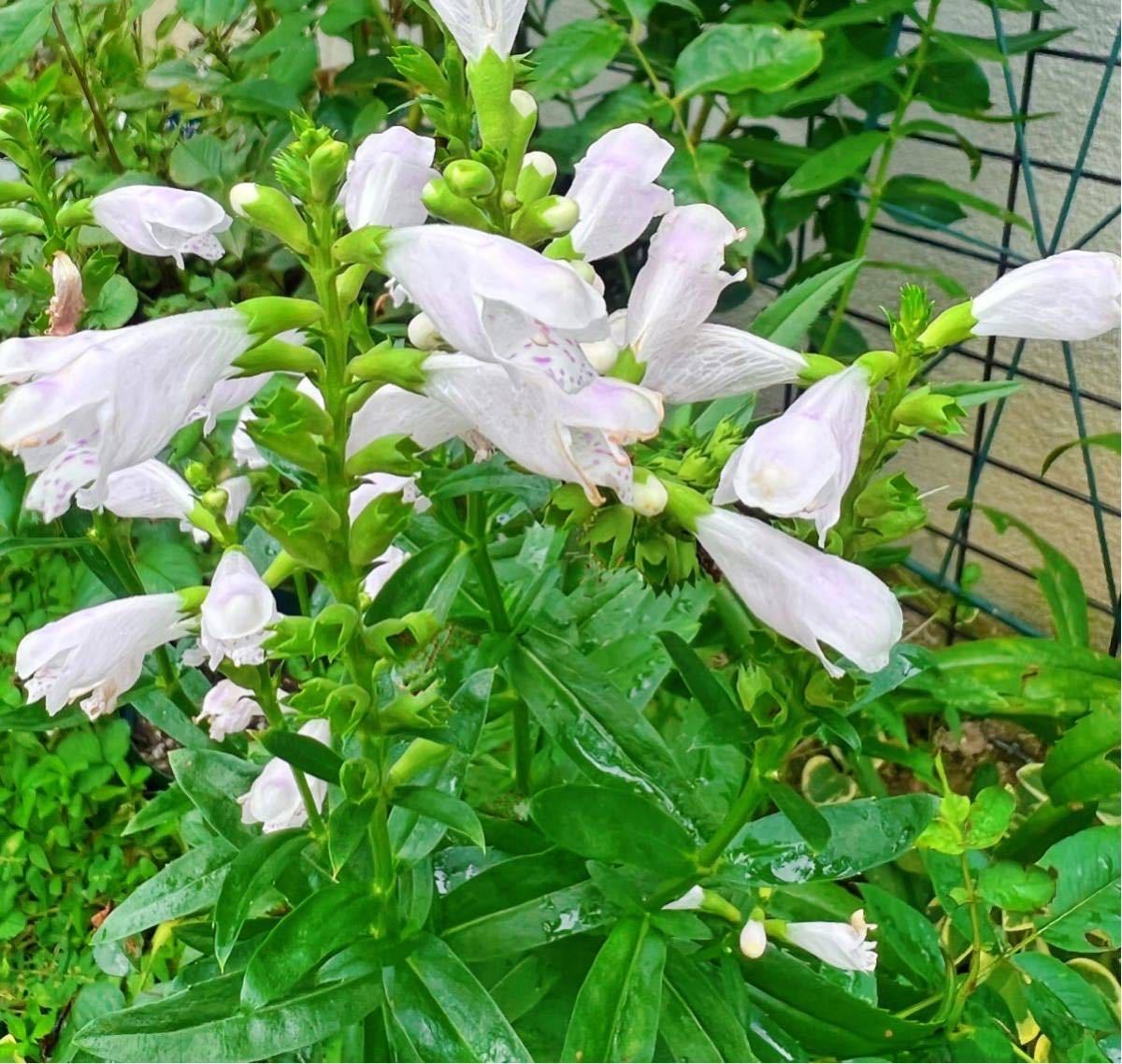 Paypayフリマ カクトラノオ苗 ハナトラノオ苗 フィソステギア カクトラノオ 角虎の尾 花虎の尾 抜き苗6本白か薄いピンクか 送料無料 Paypayフリマ カクトラノオ苗 ハナトラノオ苗 フィソステギア カクトラノオ 角虎の尾 花虎の尾 抜き苗6本白か薄いピンクか 送料無料