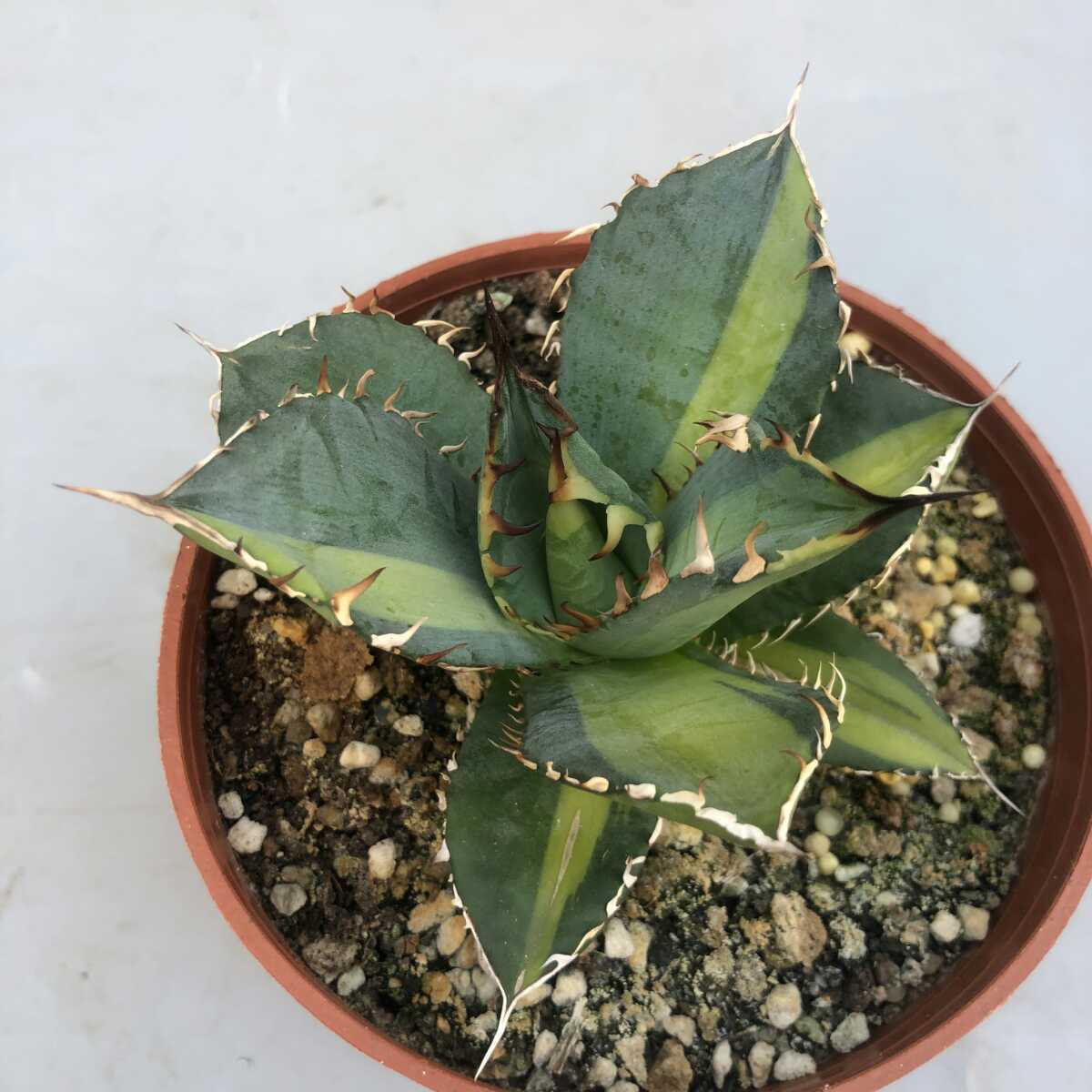 多肉植物 アガベチタノタ縞斑選抜極上株 bckediri.beacukai.go.id