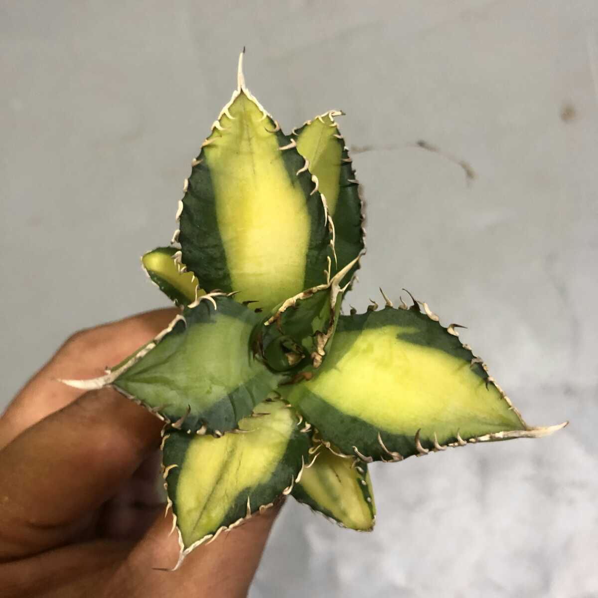 多肉植物 アガベチタノタ縞中斑選抜極上株 bprsubang.com
