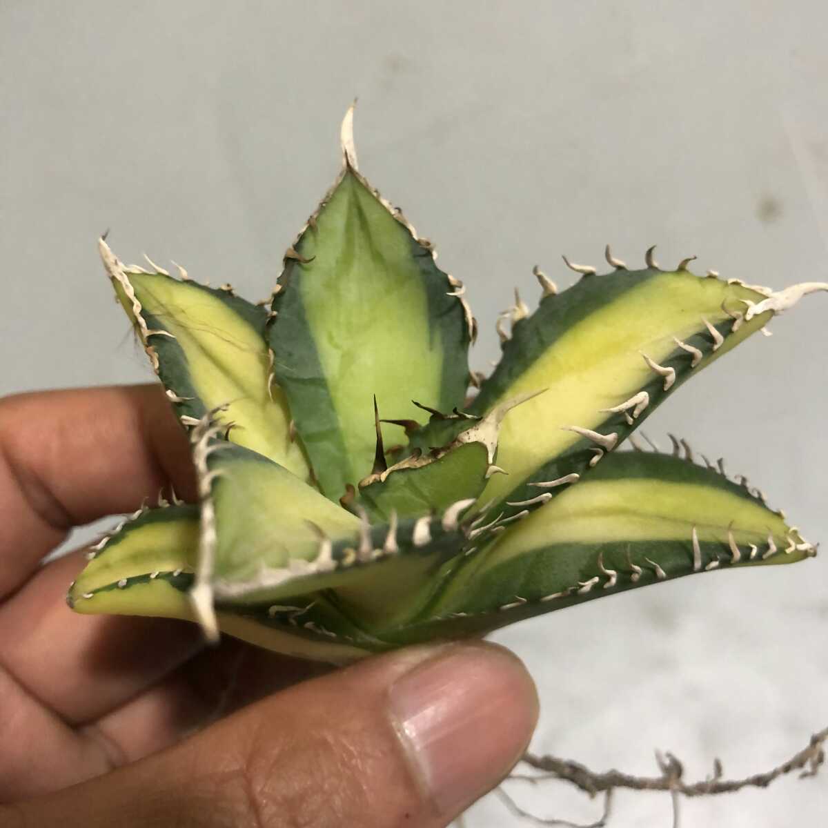 多肉植物。アガベチタノタ縞中斑選抜極上株 smk-koperasi.sch.id