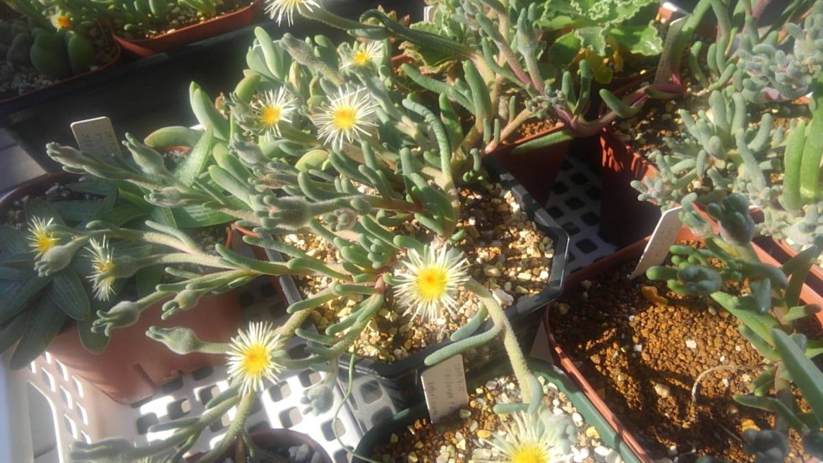 【コーデックス】フィロボルス 白花テヌイフロルス 種子10粒【冬型メセン】_画像3