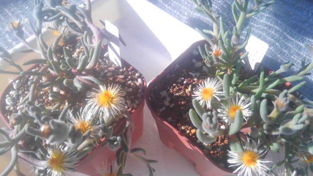 【コーデックス】フィロボルス 白花テヌイフロルス 種子10粒【冬型メセン】_画像2
