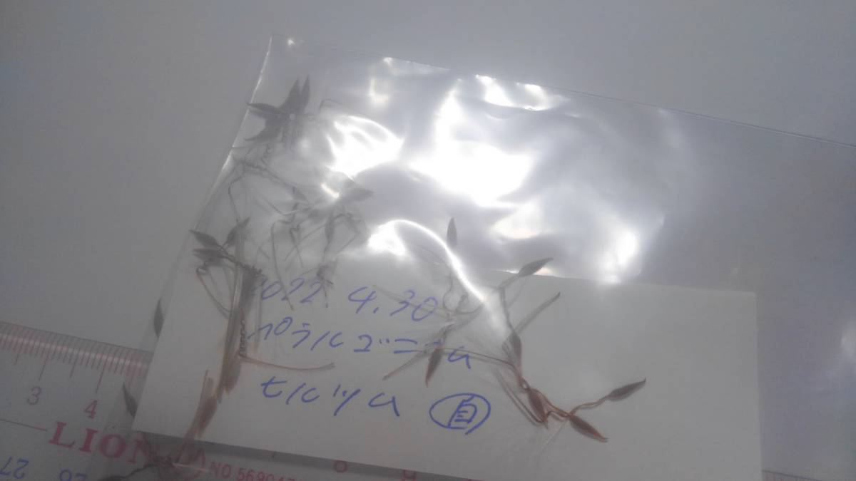 【灌木】ペラルゴニウム ヒルツム ラスト種子10粒【冬型多肉】_画像8