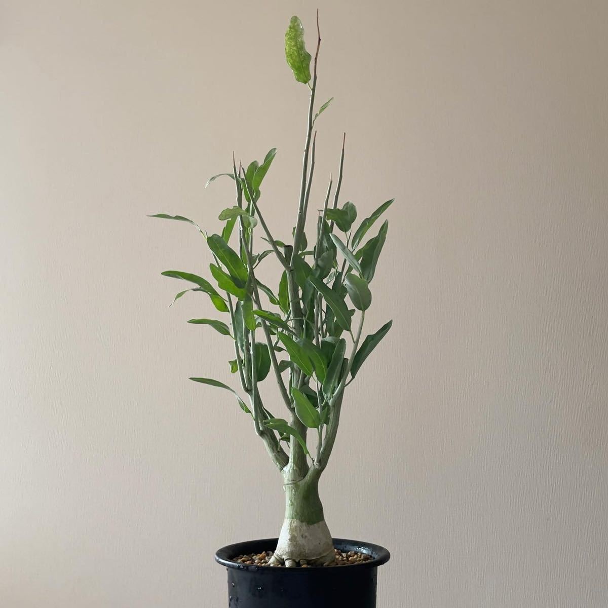 アデニア ペチュエリー Adenia Pechuelii 実生 塊根植物 アデニア ペチュエリー Adenia Pechuelii 実生 塊根植物