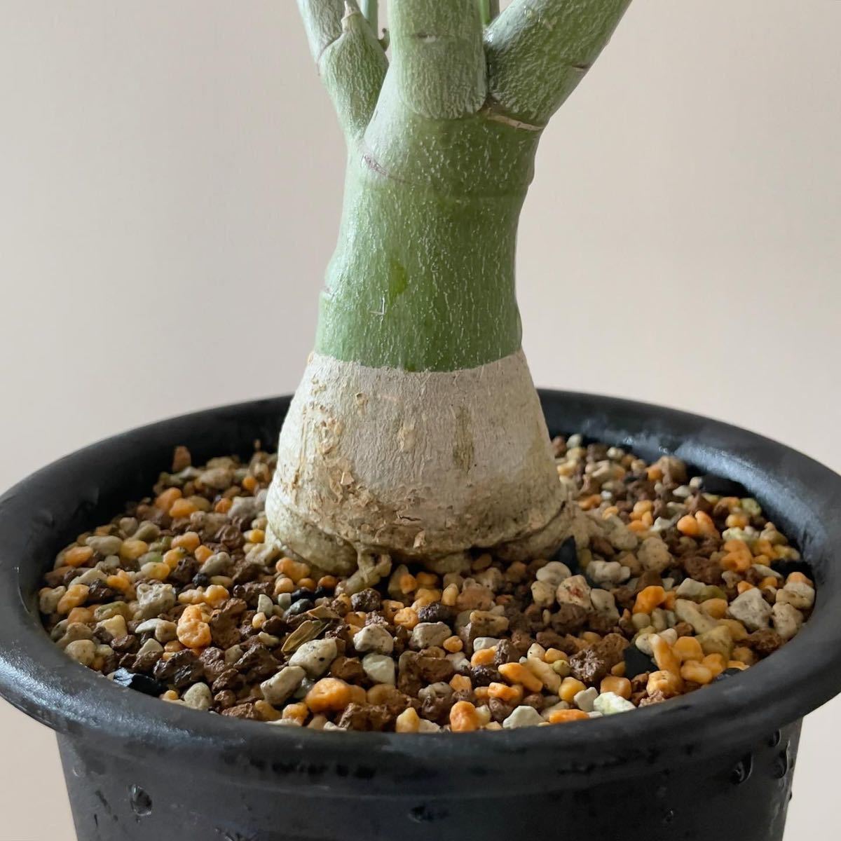 アデニア ペチュエリー Adenia Pechuelii 実生 塊根植物 アデニア ペチュエリー Adenia Pechuelii 実生 塊根植物