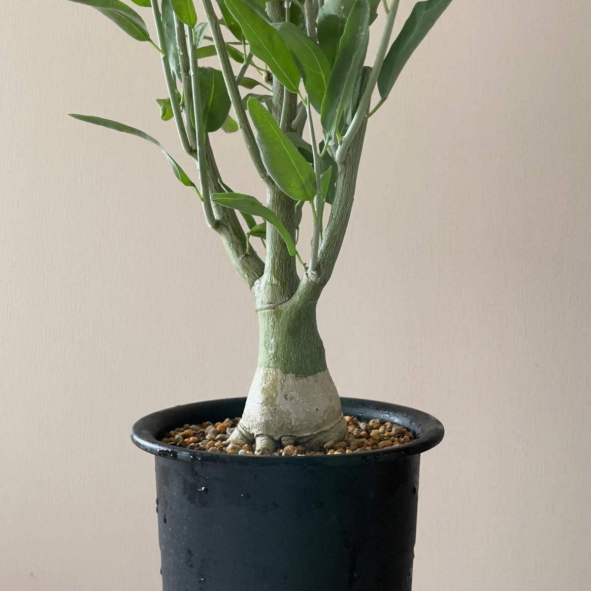 アデニア ペチュエリー Adenia Pechuelii 実生 塊根植物 アデニア ペチュエリー Adenia Pechuelii 実生 塊根植物
