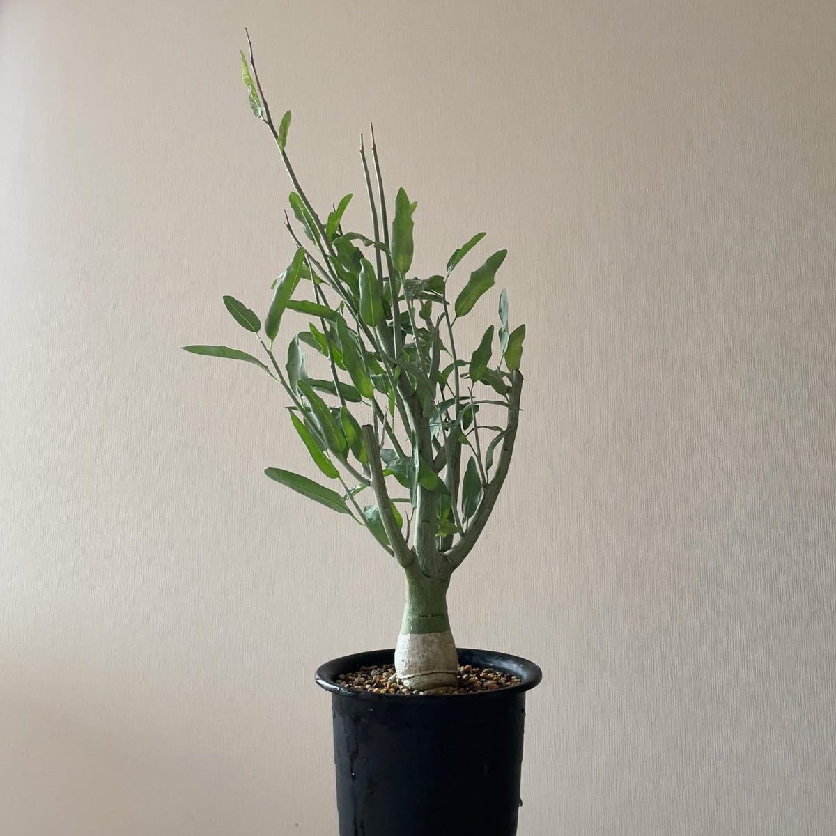 アデニア ペチュエリー Adenia Pechuelii 実生 塊根植物 アデニア ペチュエリー Adenia Pechuelii 実生 塊根植物