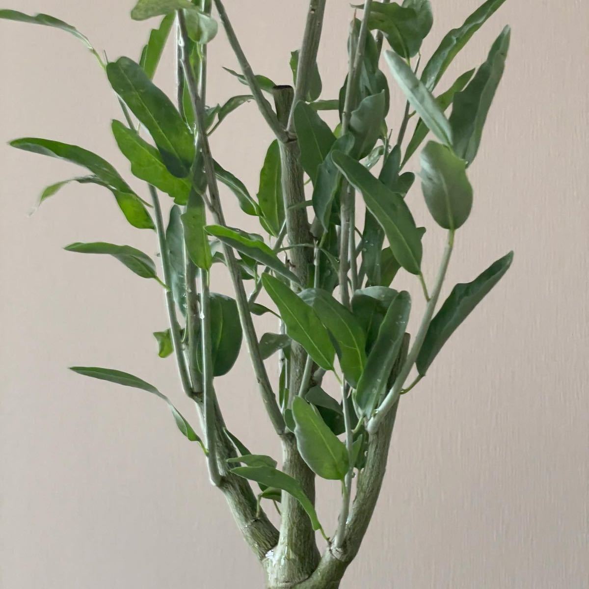 アデニア ペチュエリー Adenia Pechuelii 実生 塊根植物 アデニア ペチュエリー Adenia Pechuelii 実生 塊根植物