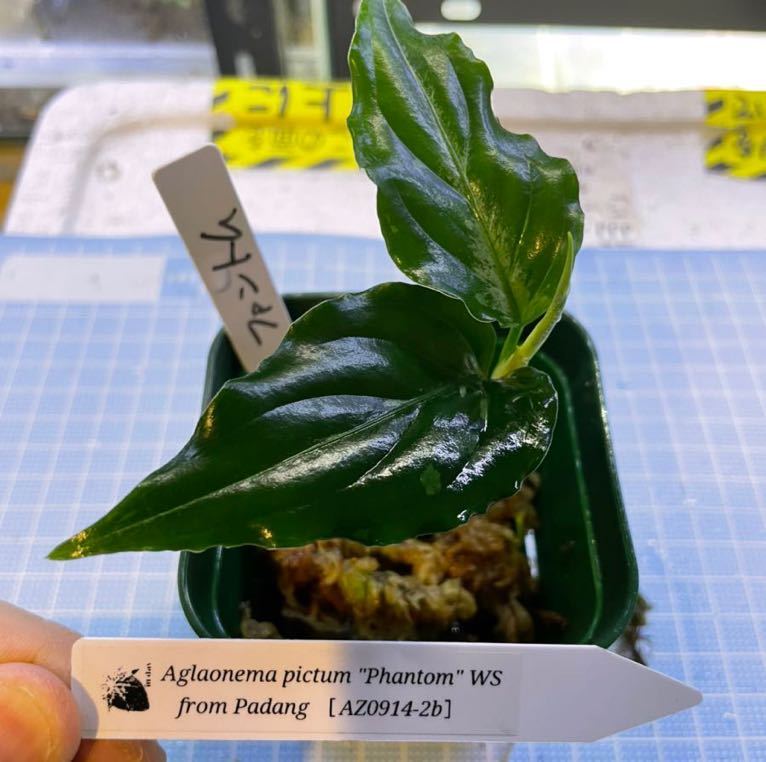 上等な Phantom アグラオネマピクタムトリカラー ecousarecycling.com