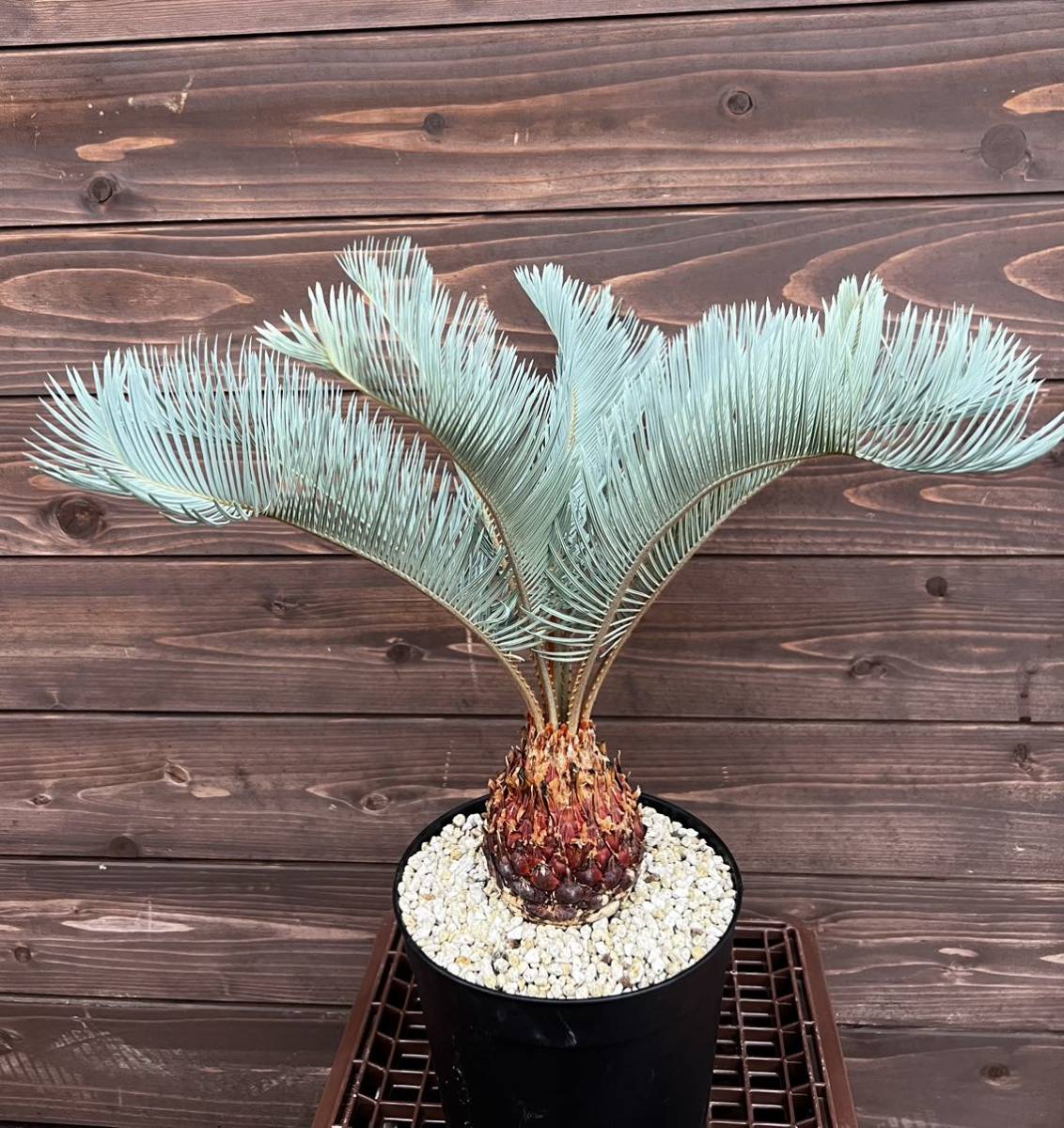Yahoo!オークション - ・WPJ・極美 Cycas cairnsiana サイカス Yahoo!オークション - ・WPJ・極美 Cycas cairnsiana サイカス